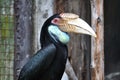 Great Hornbill, large bird size 95Ã¢â¬â130 cm 37Ã¢â¬â51 inches long